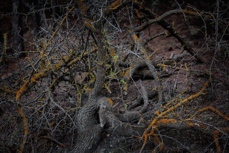деревья, горы, сучки, корень, листья, колючки Миниатюры в цвете фото превью