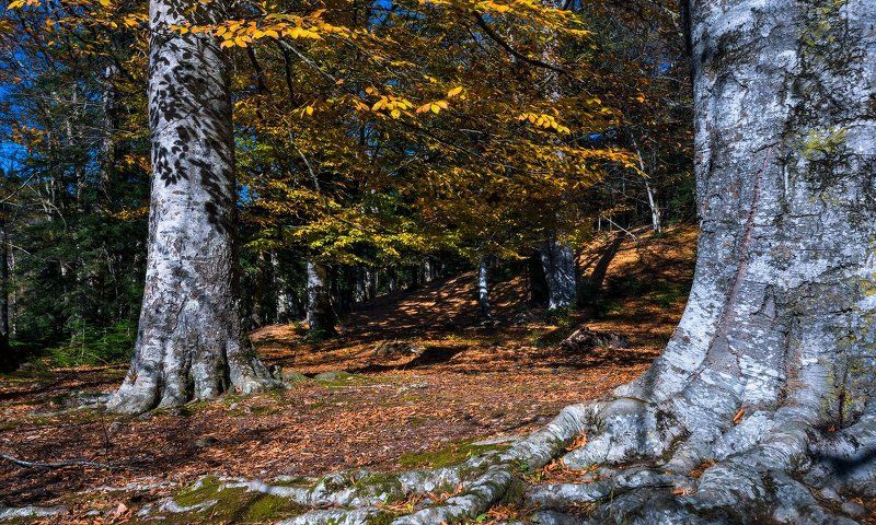 Исполины фото превью