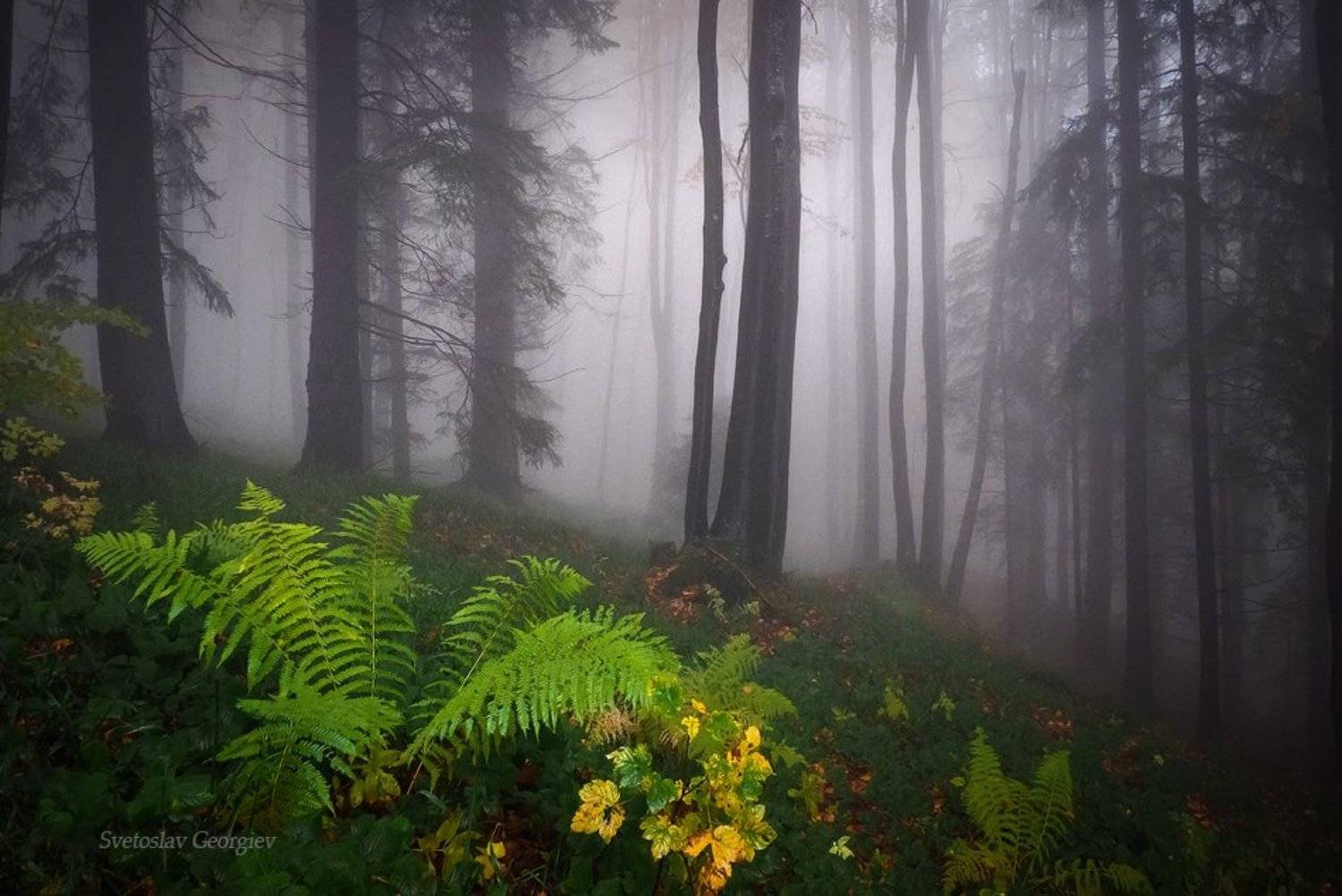 , Svetoslav Georgiev