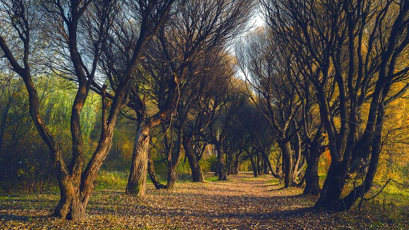 осень, пейзаж, природа Засыпающая аллея фото превью