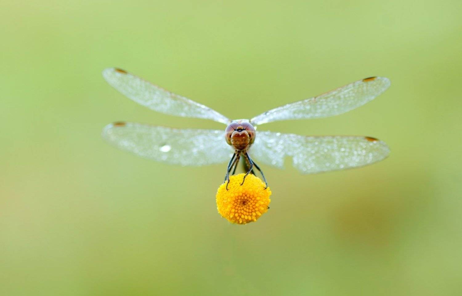 , Zbyszek  Walkiewicz