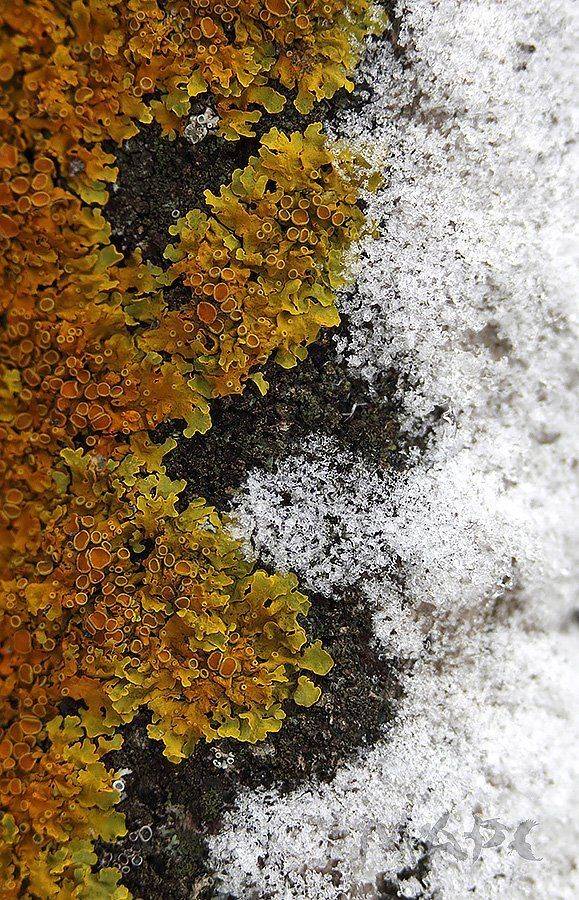 , Шангареев Марс