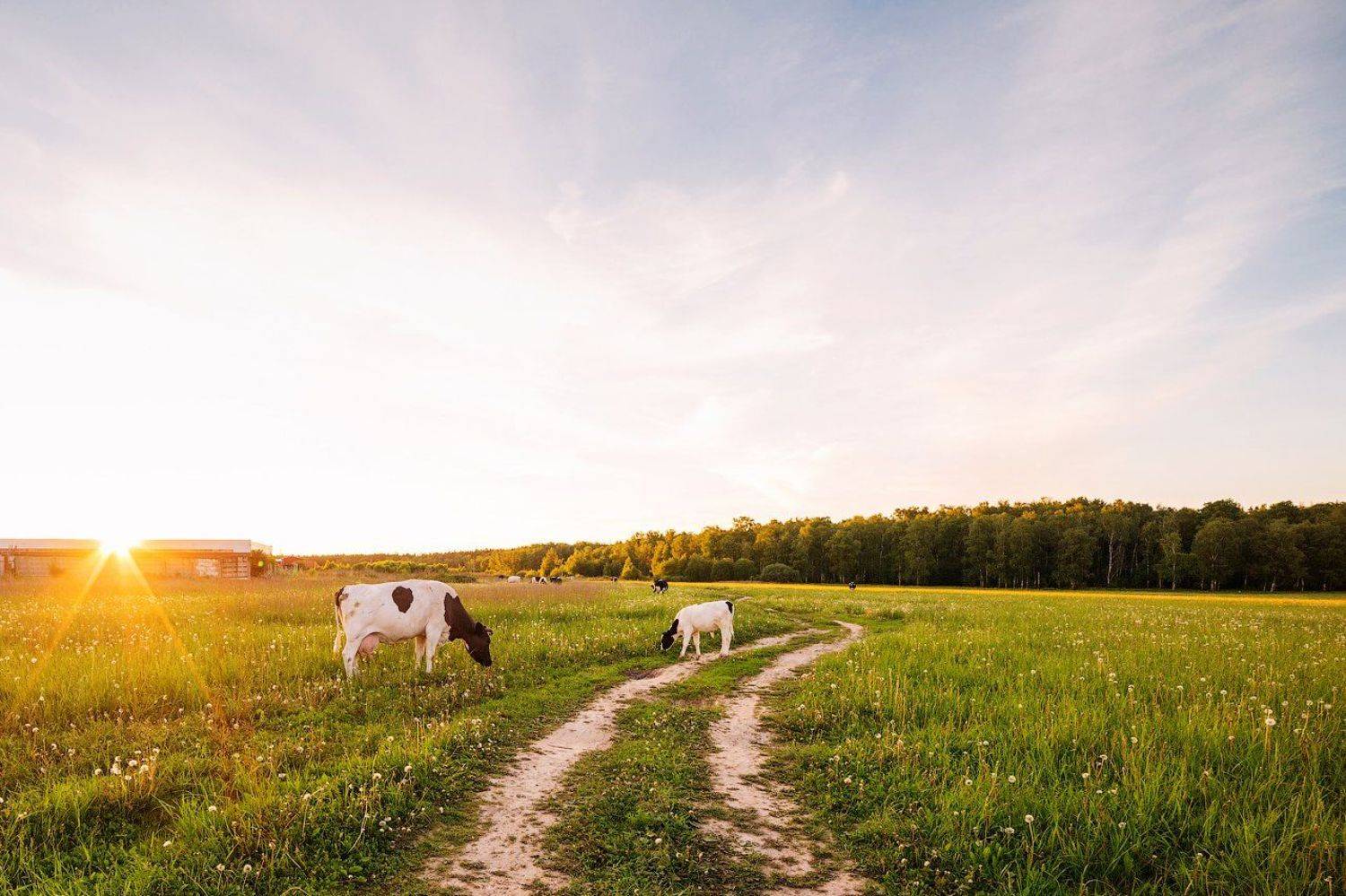 Закат, Коровы, Новосельцево, Подмосковье, Природа, Сергей Вьюнов