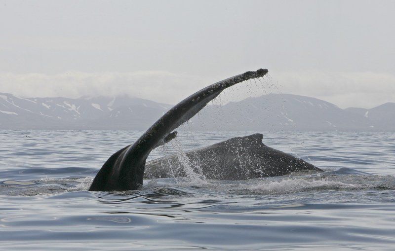 Горбатые киты фото превью