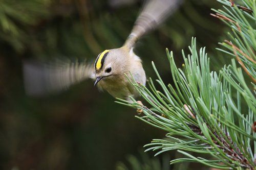 Духи темного леса