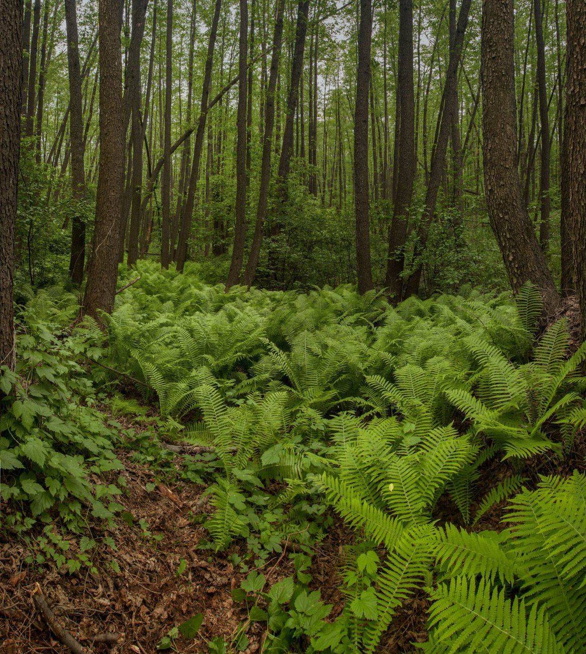 Болото, Лес, Папорротник, Роман Рысь