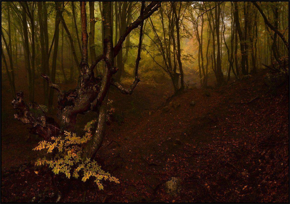 , Владимир Метцгер