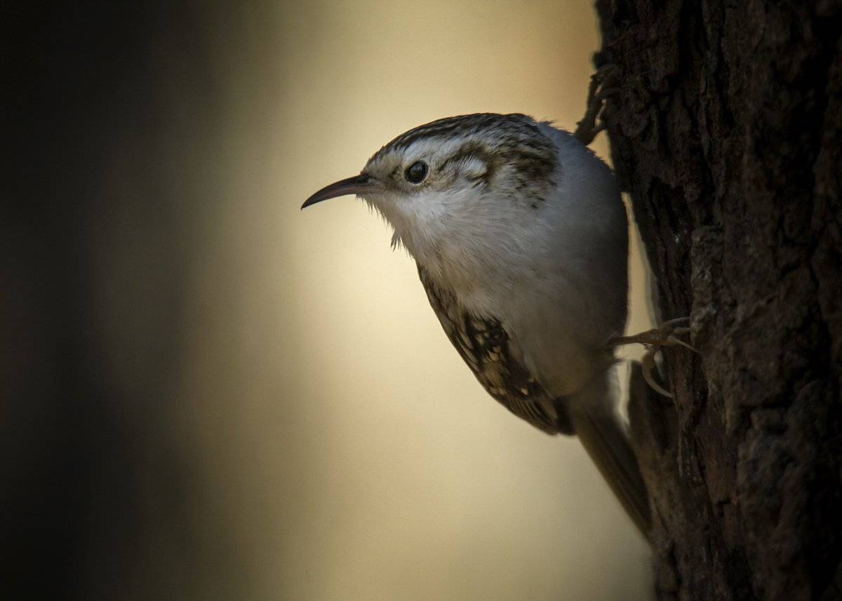 , Валерий Субачев