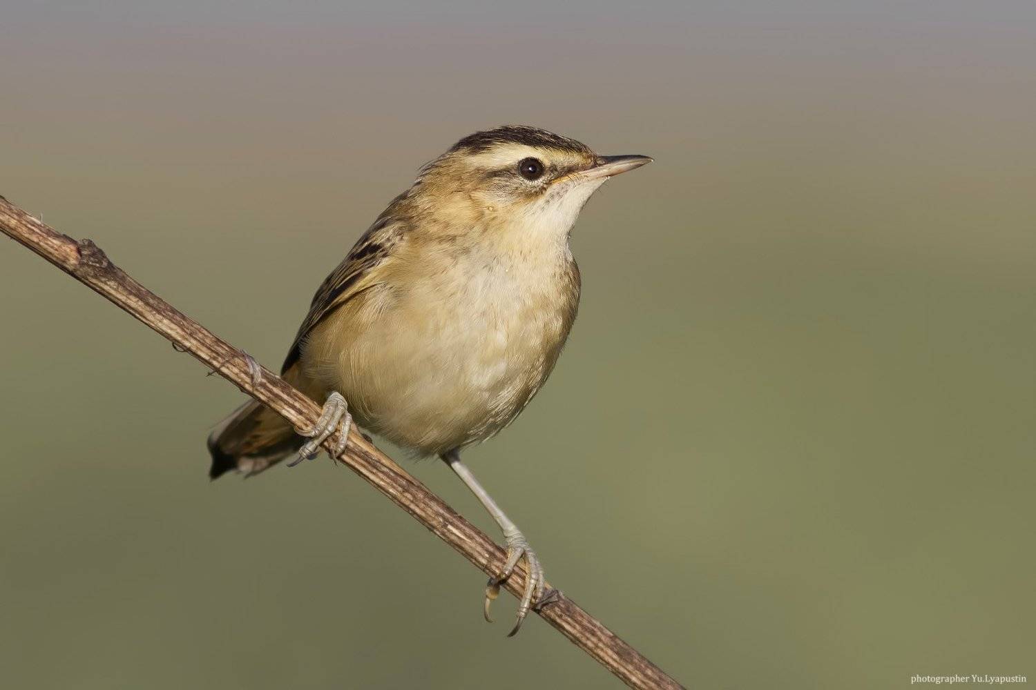 Камышевка, Ляпустин Юра