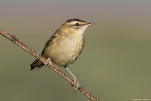 Sedge warbler.