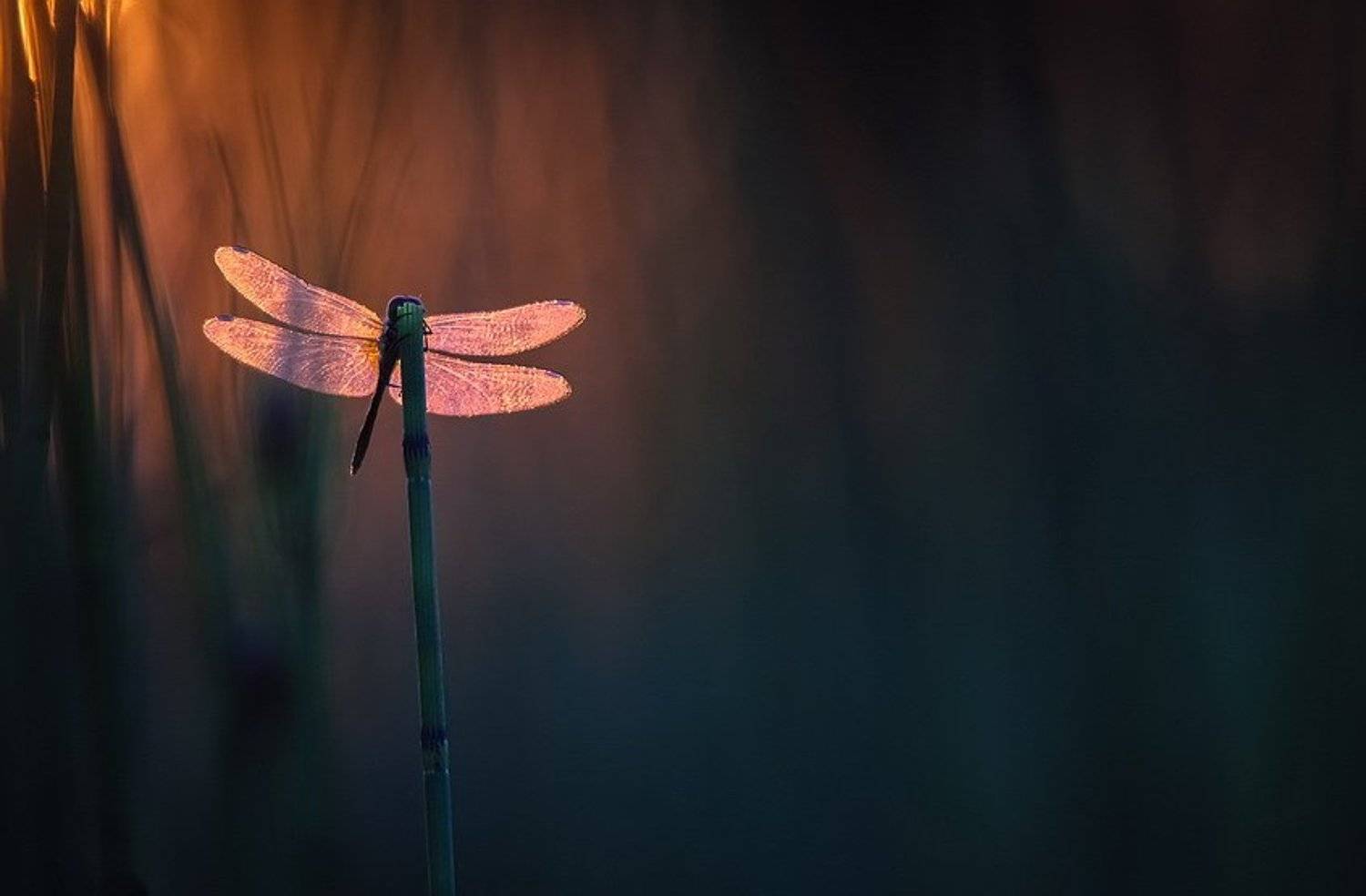 , Вячеслав Мищенко