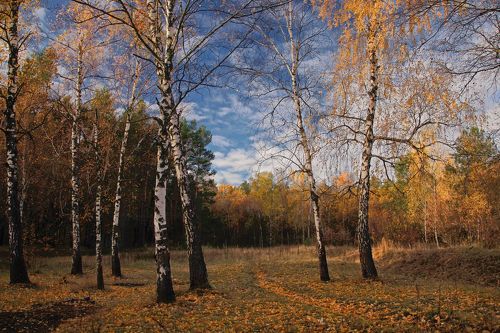 Березовая осень