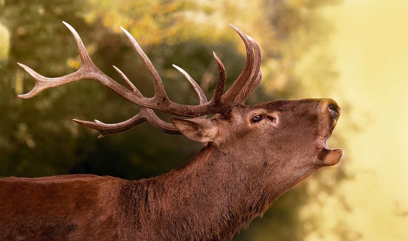 ....,.,.,. фото превью