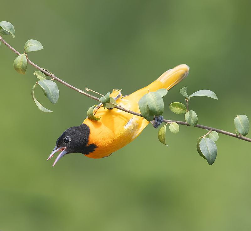 иволга, трупиал,  oriole, весна Baltimore Oriole. Балтиморская Иволга фото превью
