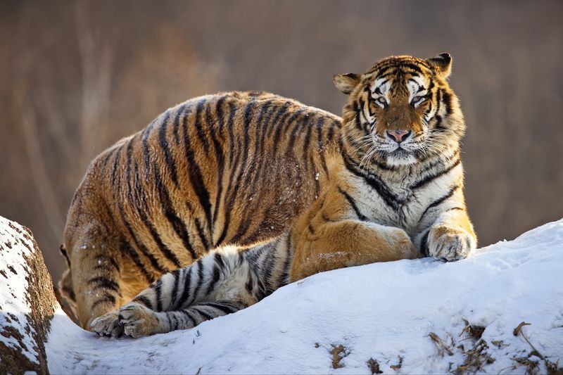 Оптический иллюзион фото превью