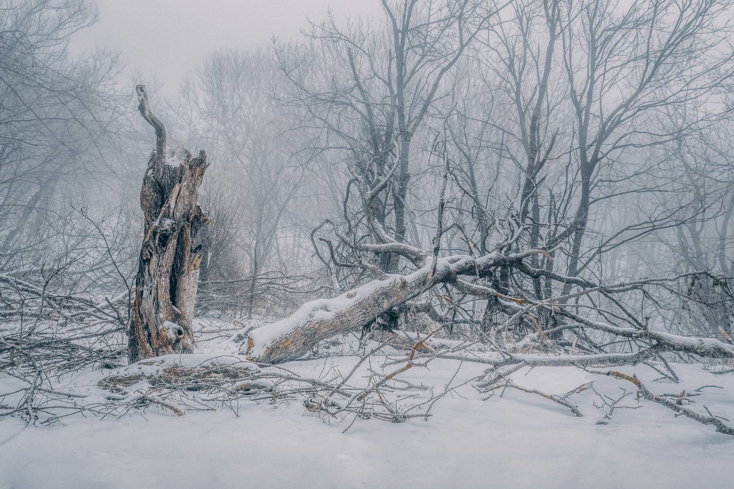 , Алиева Татьяна