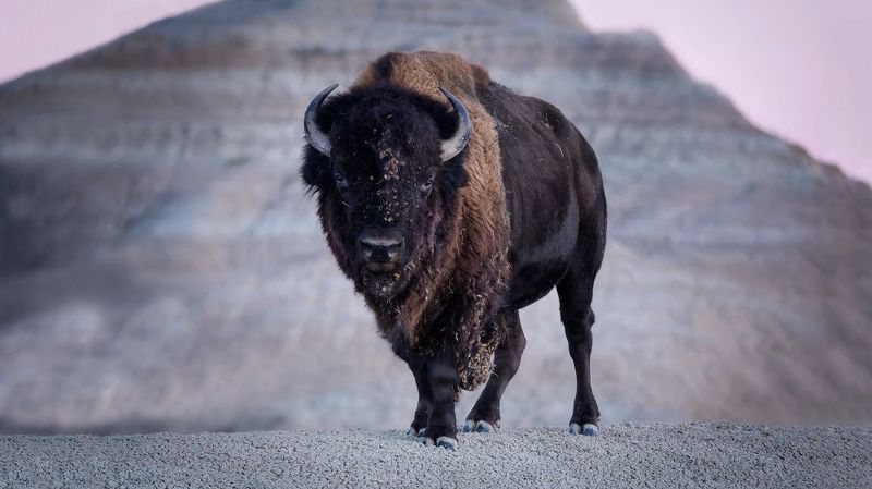 и пуд собачьей радости фото превью