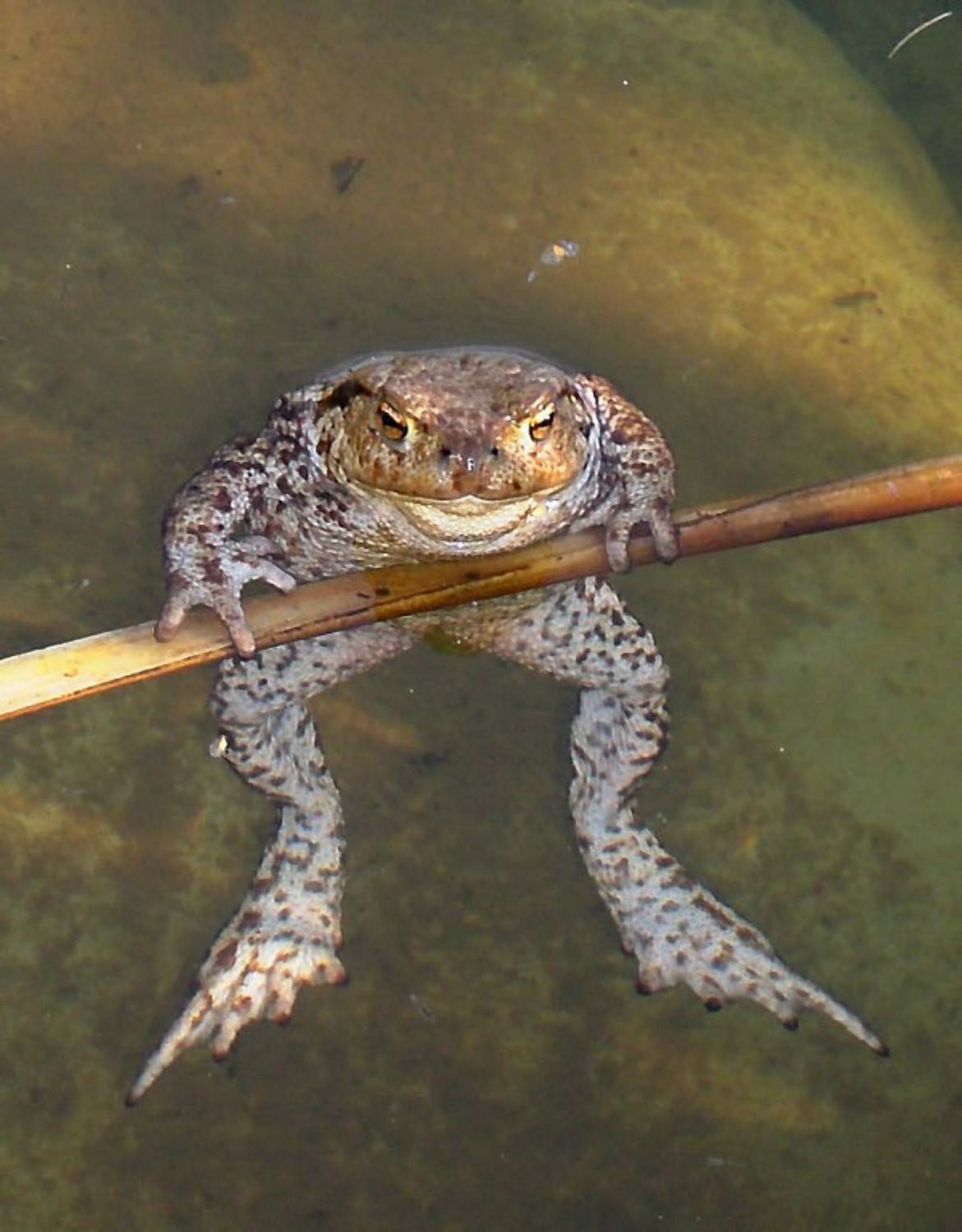 , Савоцкий Роман