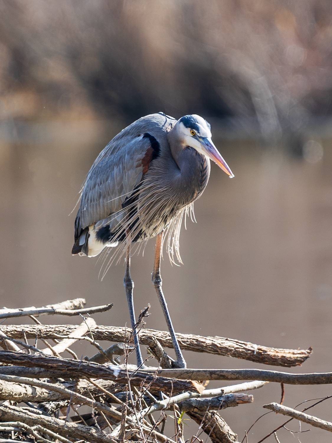 , Леонид Дьяченко