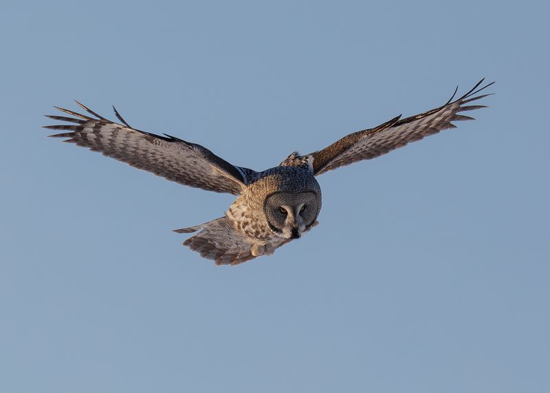 Бородатая в полете фото превью