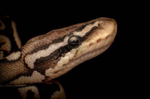 Ball Python