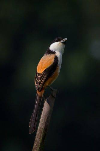Long-tailed shrike