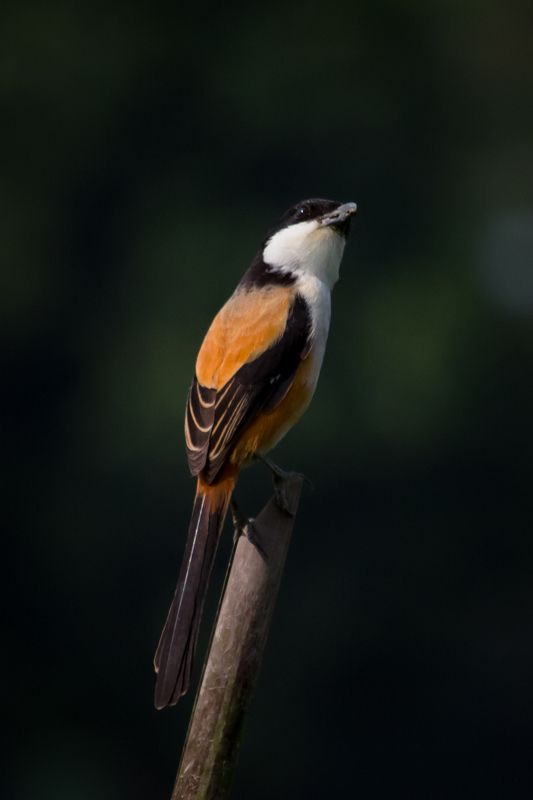 Long-tailed shrike фото превью