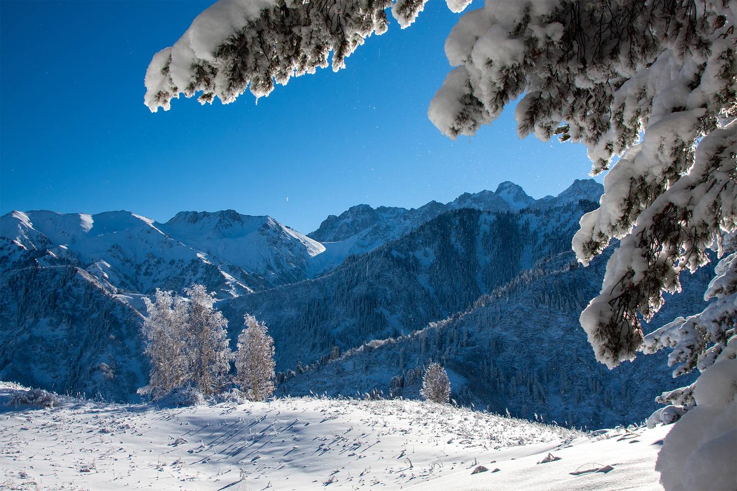 снег, горы, ель, кахахстан, заилийский алатау, Andrey Shishkalov