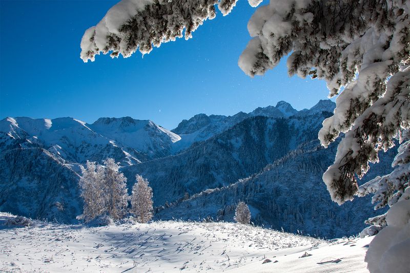 снег, горы, ель, кахахстан, заилийский алатау  фото превью