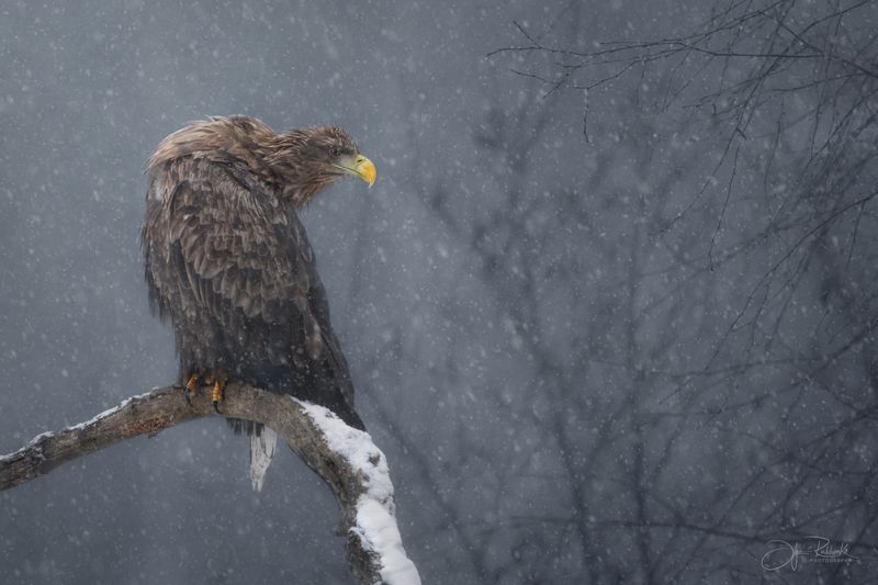 орлан-белохвост, орлан, беларусь, красный бор, хищник, птицы Думы фото превью