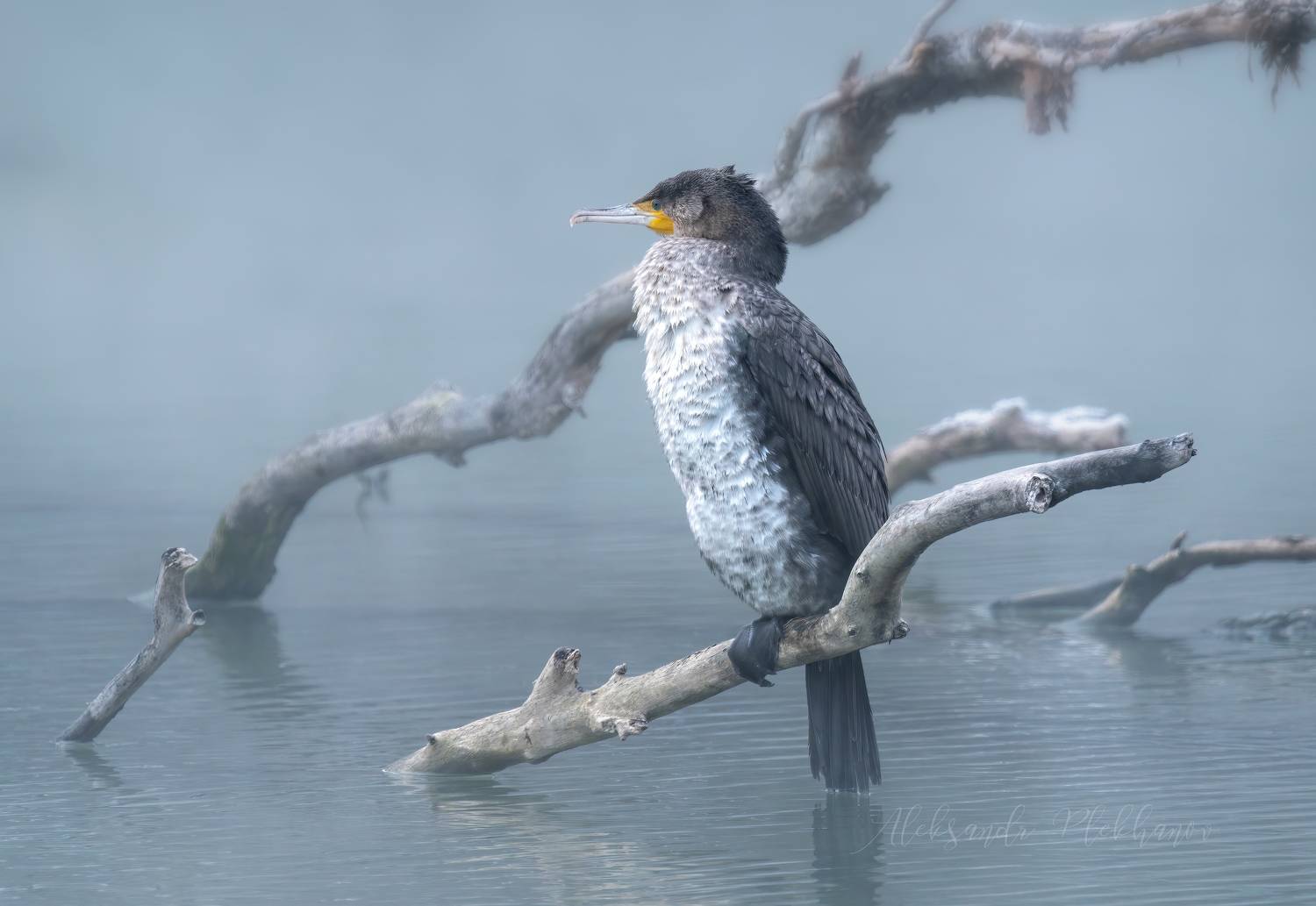 , Плеханов Александр