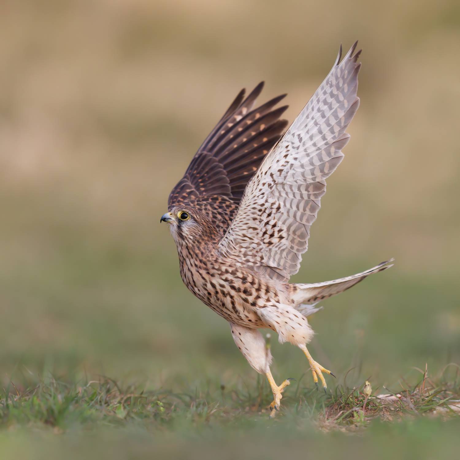 , Фруман Евгений