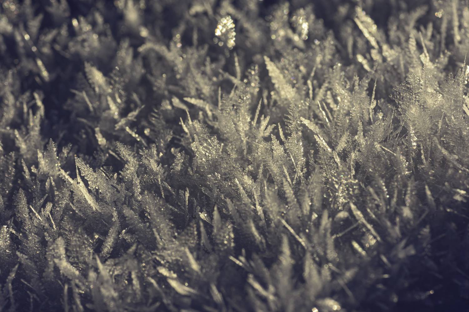 ,  Светослав Радков