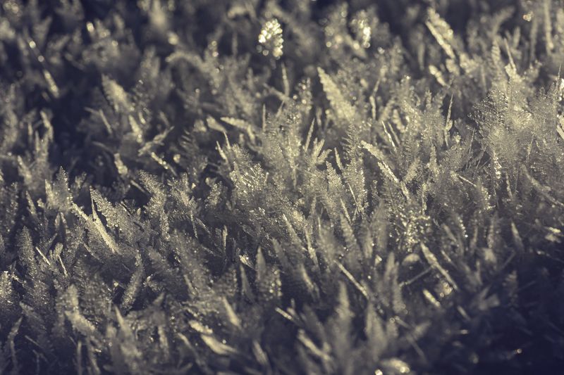 Snow Flowers фото превью