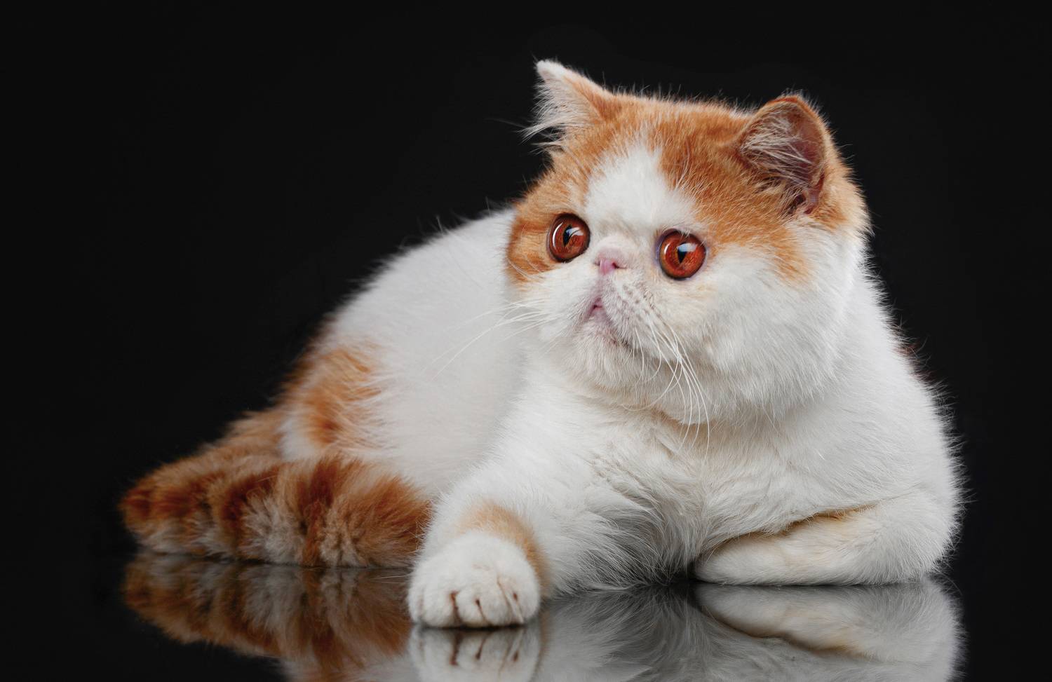 животные, кот, экзот, взгляд, глаза, Дёгтев Евгений