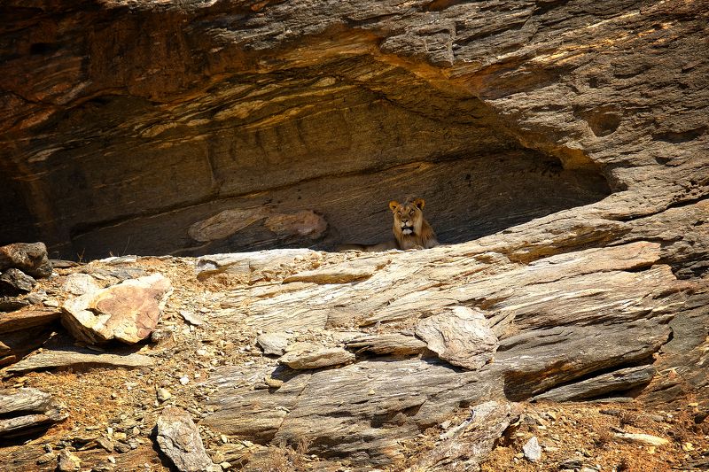Mountain\' lion фото превью