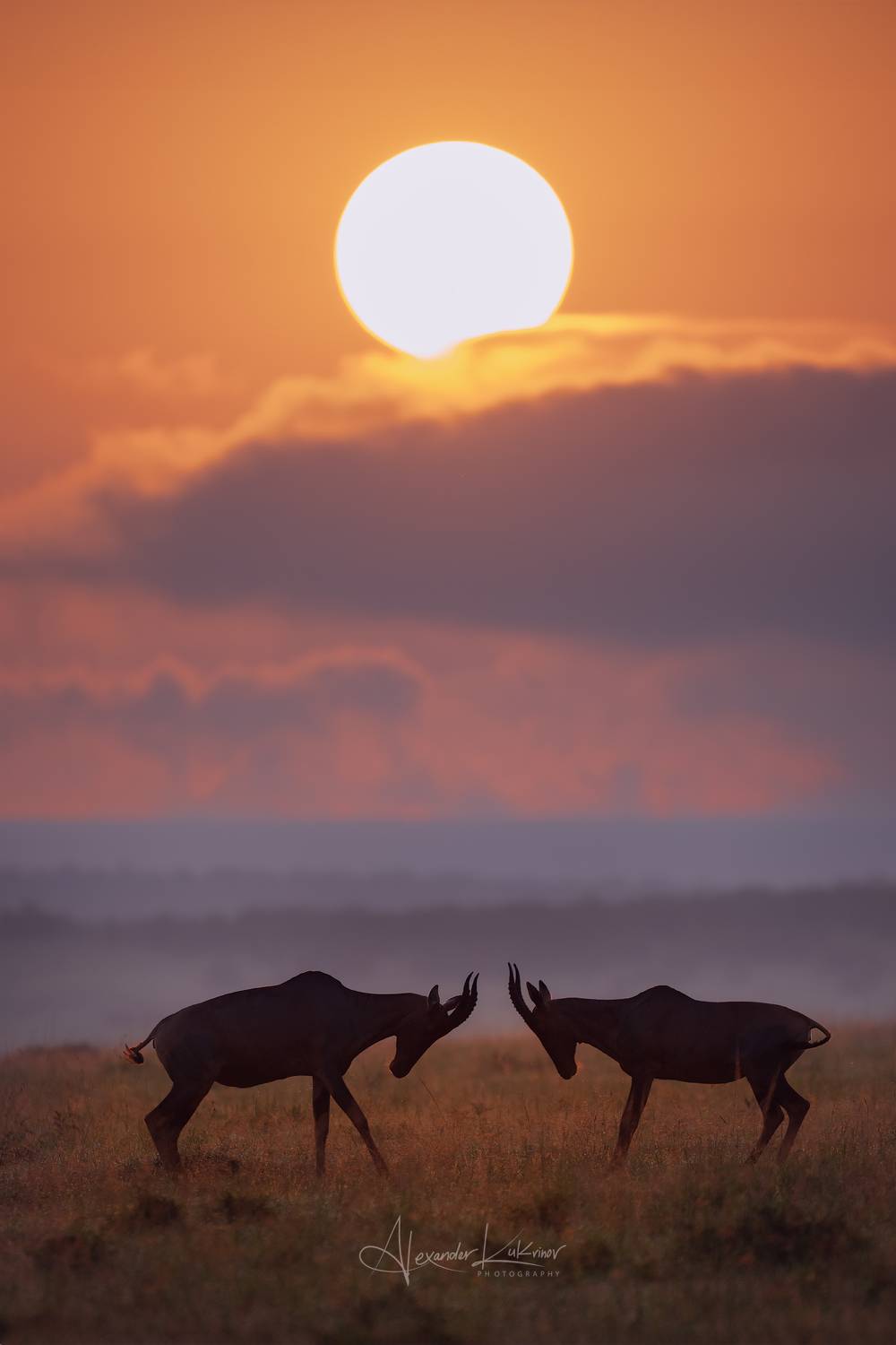 рассвет,антилопы, Александр Кукринов