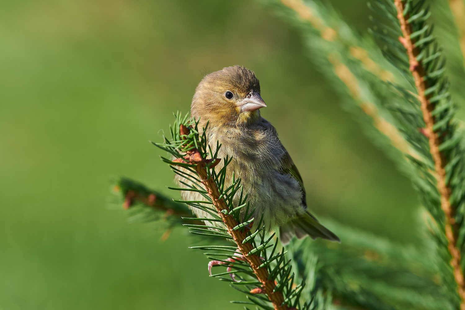volgograd, russia, wildlife, bird, birds, birdswatching, Chloris chloris, , Сторчилов Павел