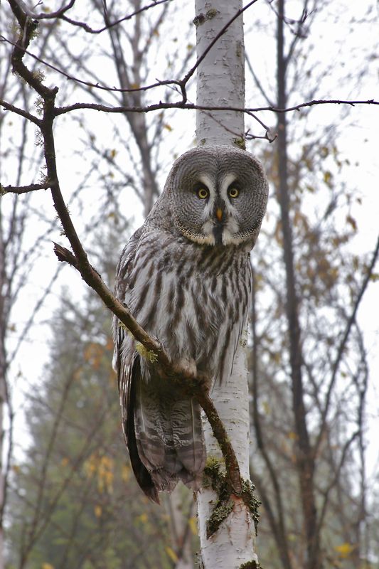 Неясыть фото превью