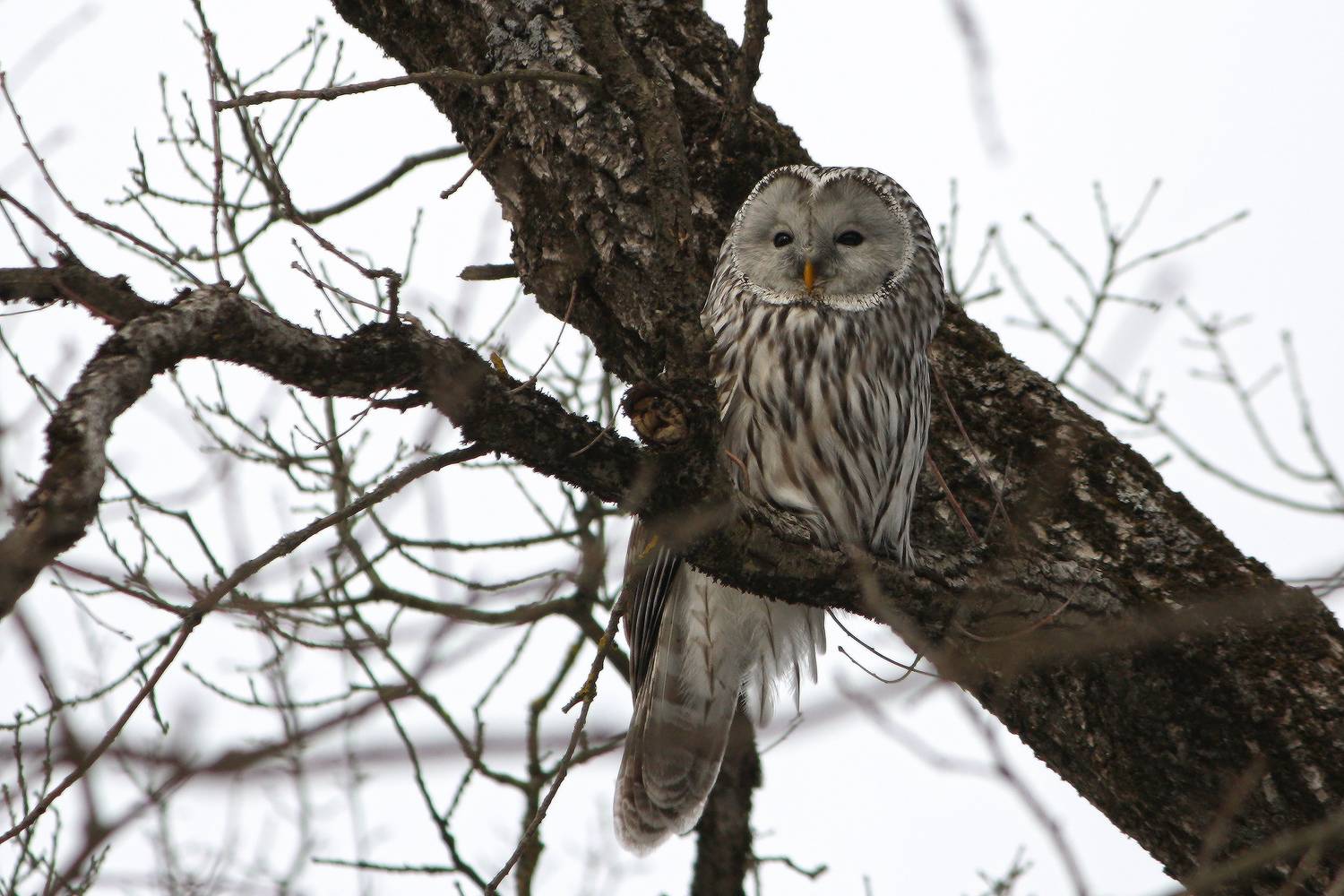 длиннохвостая неясыть, уральская неясыть, strix uralensis., КарОл