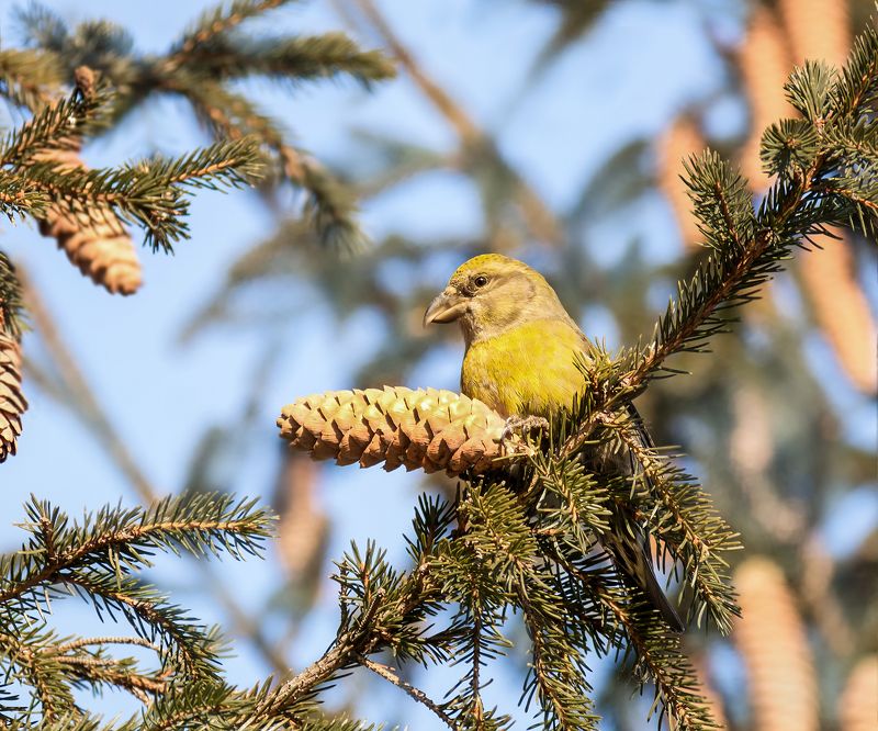 птица, клёст, самка, лес, Клёст еловик. фото превью