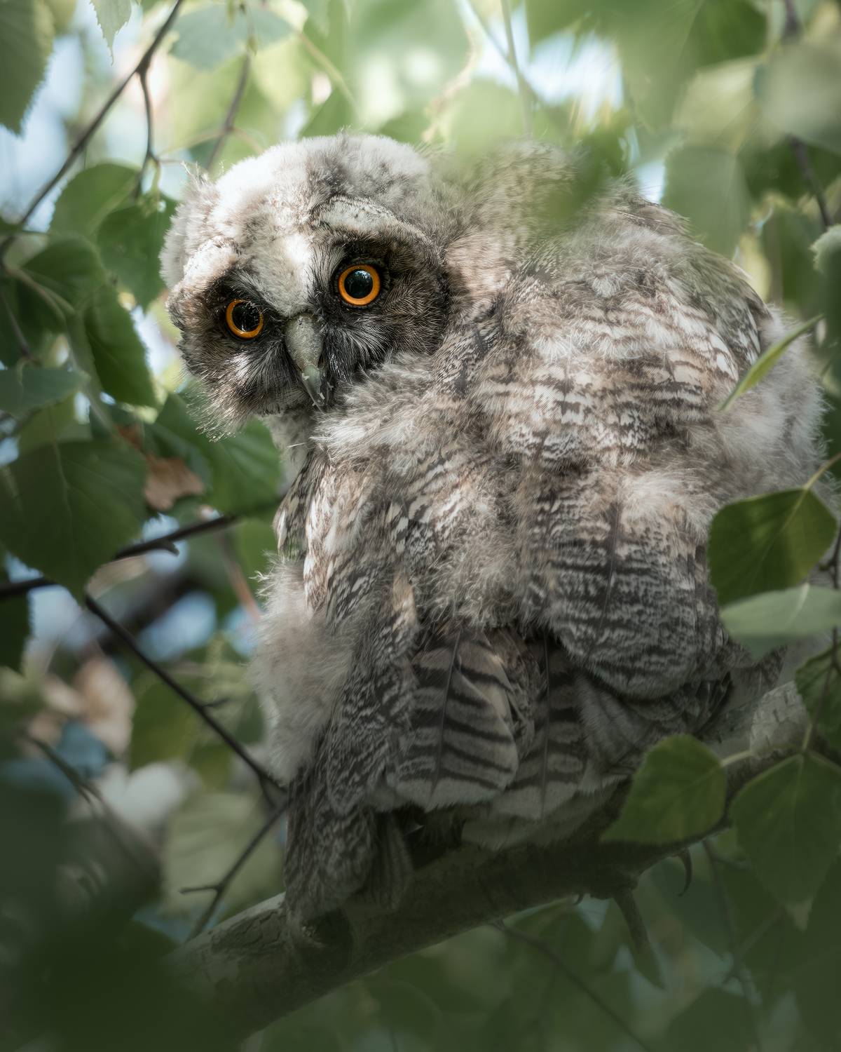 , Поляков Михаил