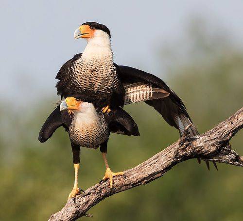 Caracara couple mating -Обыкновенная каракара