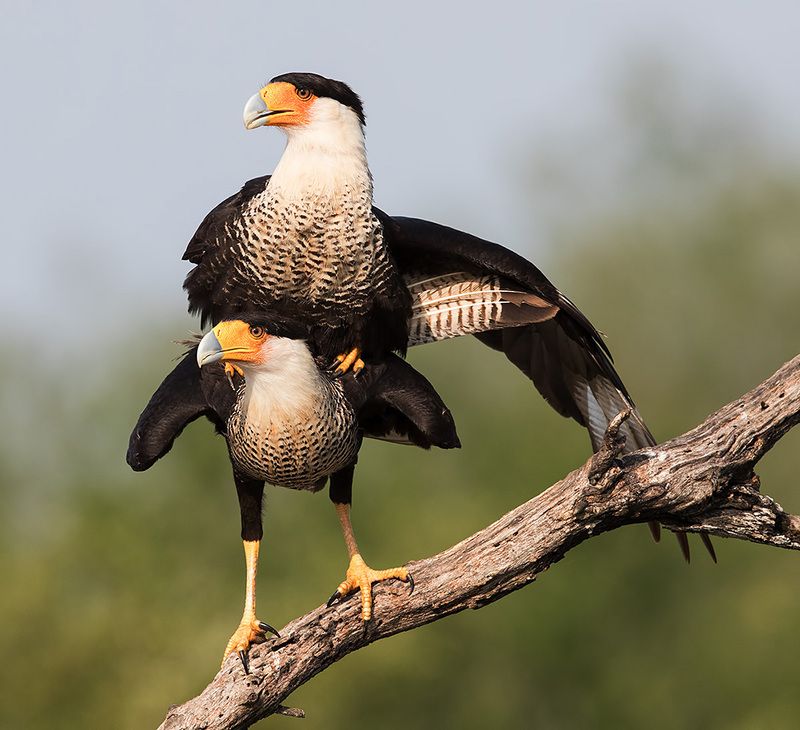каракара, crested caracara, caracara, tx, texas, хищные птицы Caracara couple mating -Обыкновенная каракара фото превью