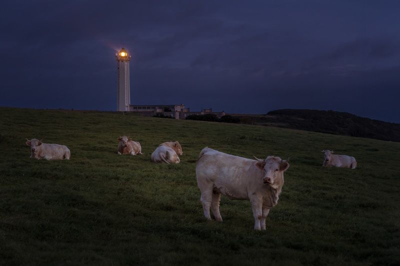 Французские коровки фото превью