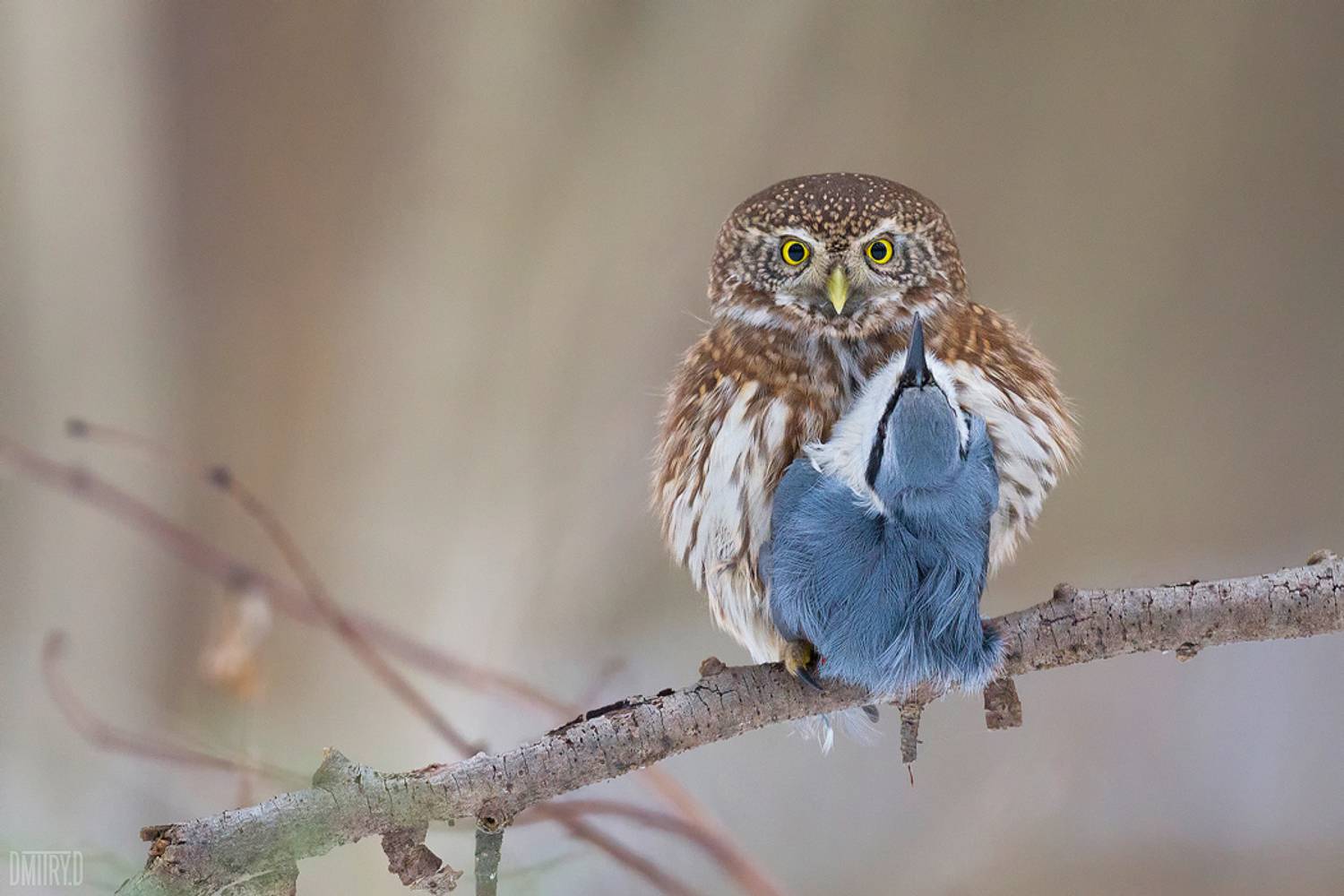 , Дмитрий Доронин