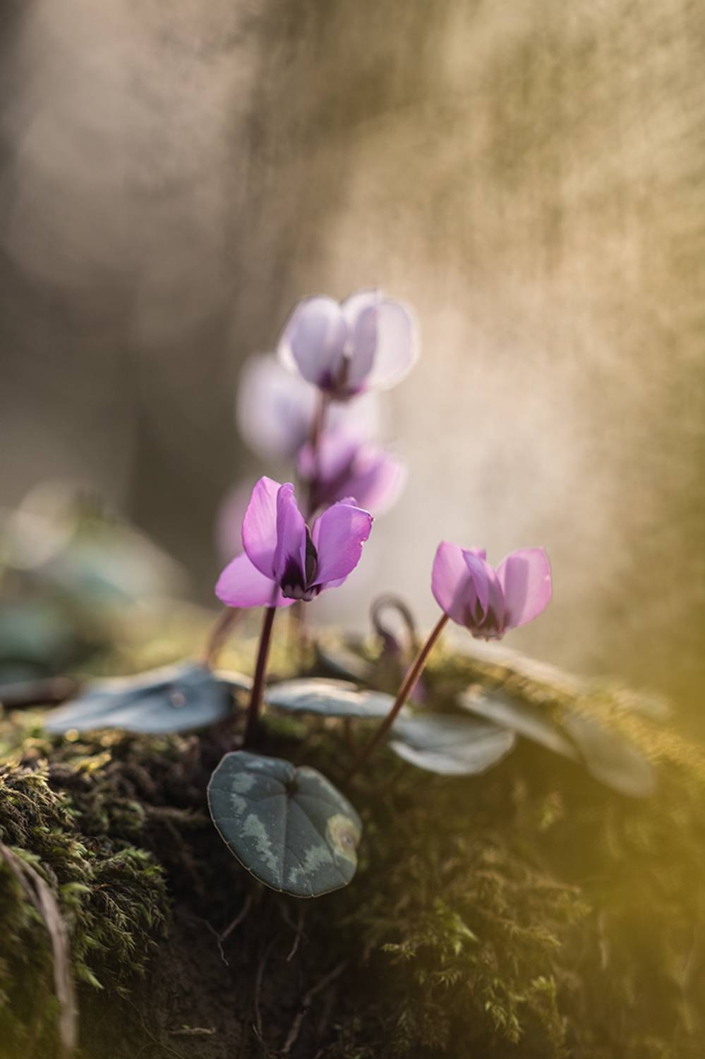 , Илья Михеев