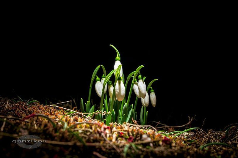 Галантусы фото превью