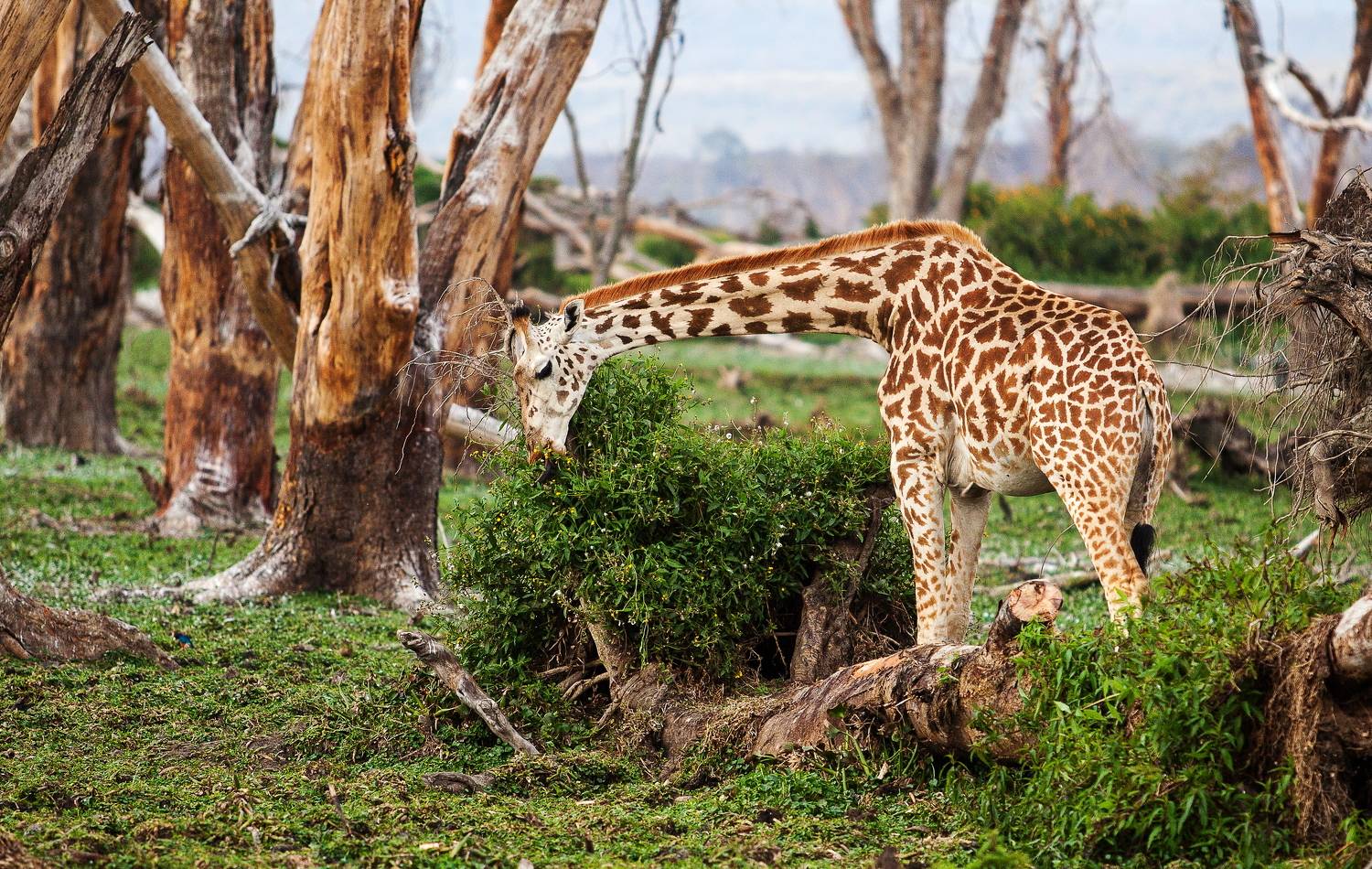 Кения Найваши, Lilia Tkachenko
