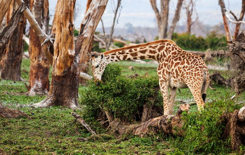 Кения Найваши *** фото превью